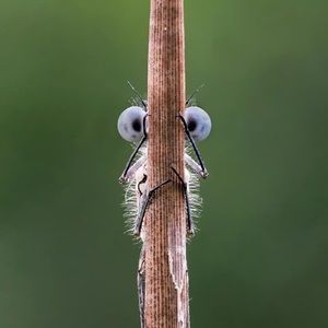 Meet your Posher, Noel